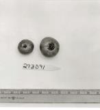 Click for 1 image(s) for this accession. FRUIT